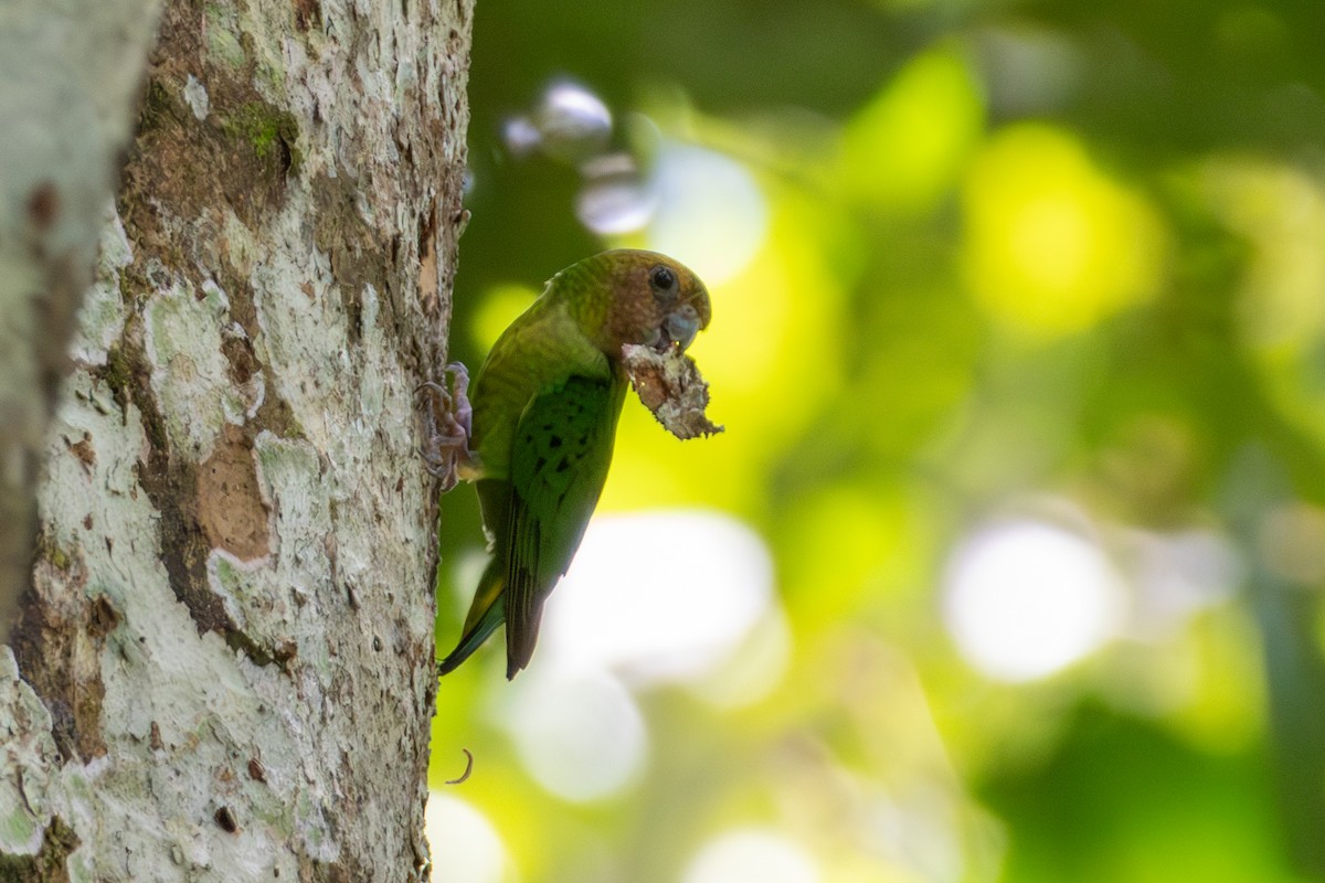 Buff-faced Pygmy-Parrot - ML644686188