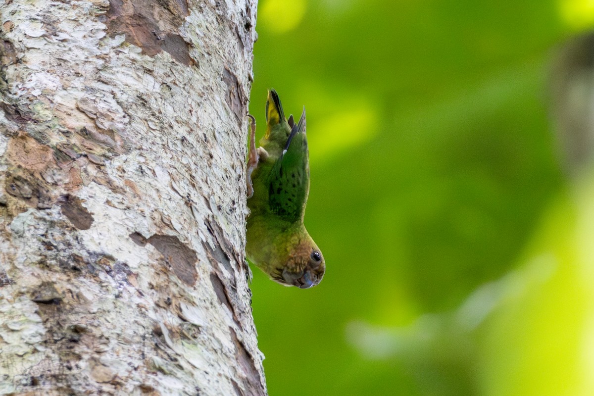 Buff-faced Pygmy-Parrot - ML644686189