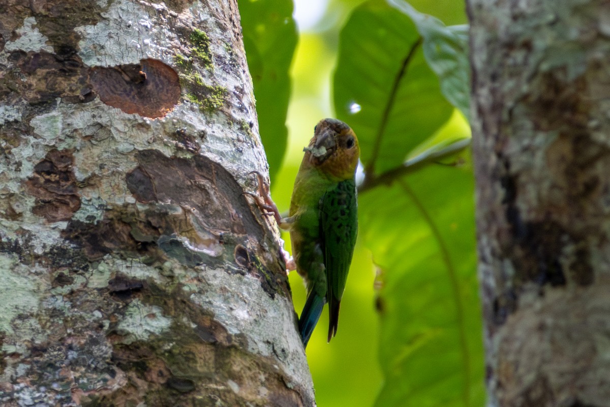 Buff-faced Pygmy-Parrot - ML644686190