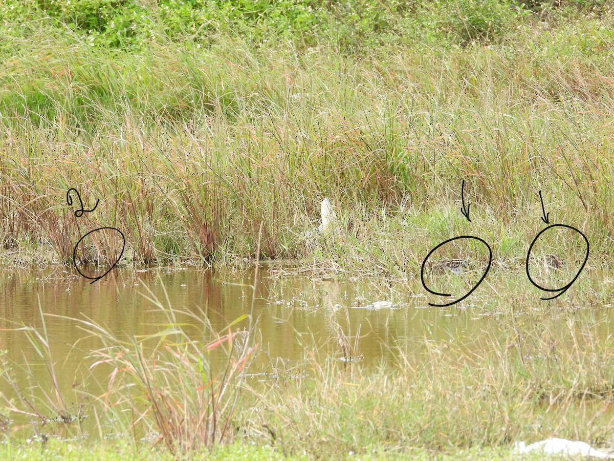 アメリカタシギ - ML644686196