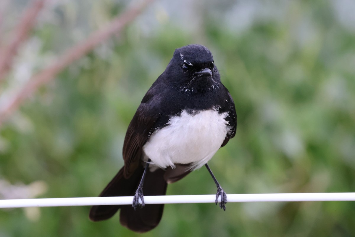 Чёрно-белая веерохвостка - ML644686197