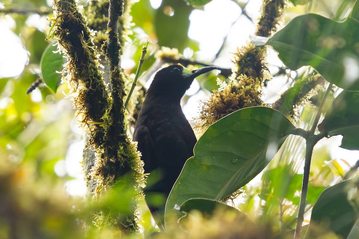 stumpstjertparadisfugl - ML644686200