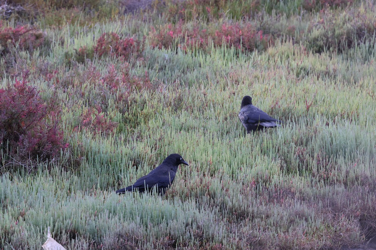 ミナミワタリガラス - ML644686201