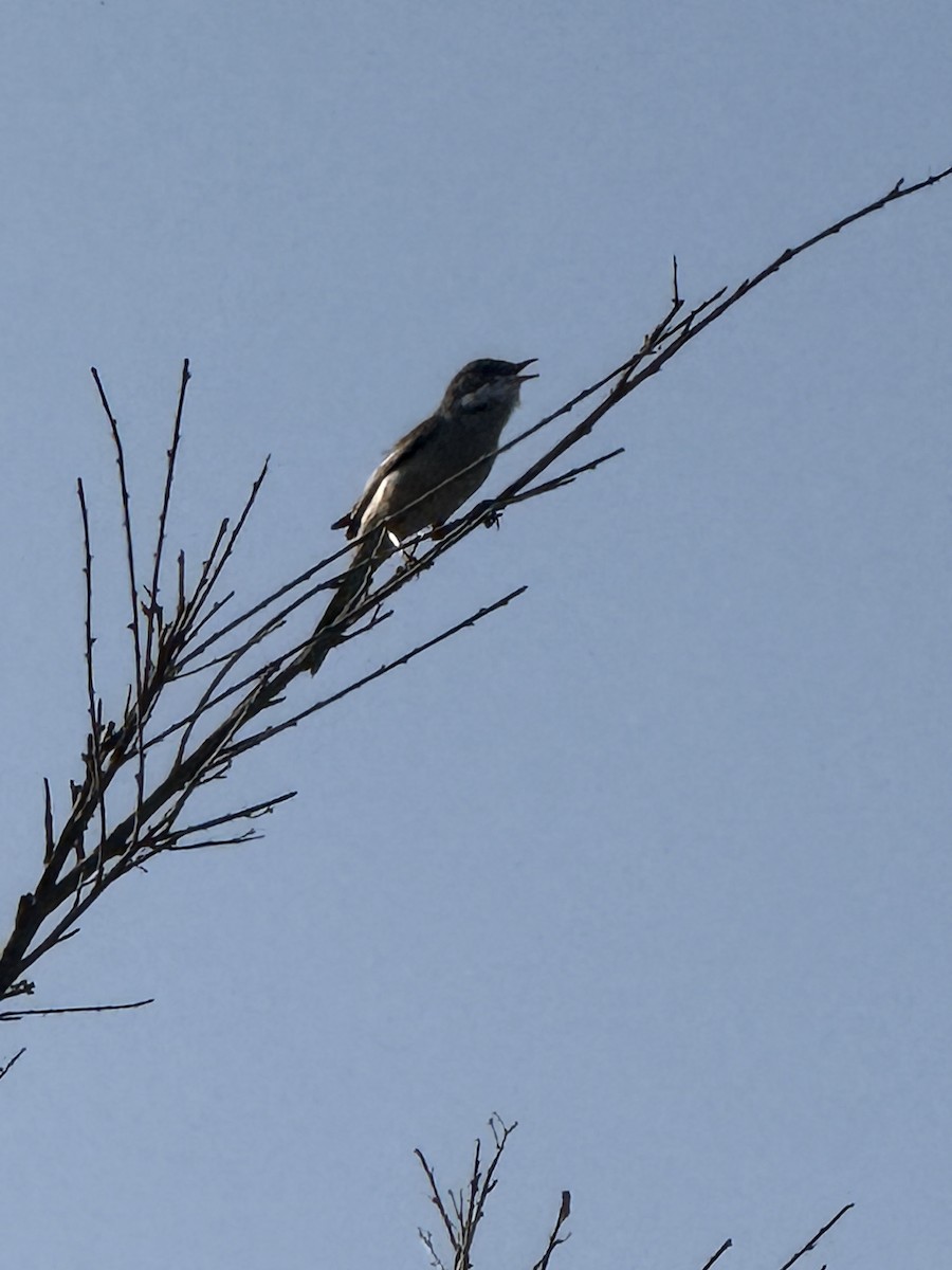 pěnice hnědokřídlá - ML644686207