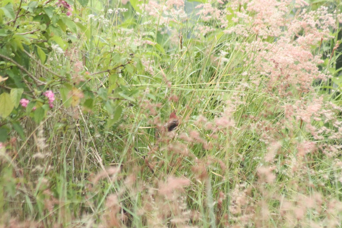 Red Avadavat - ML644686214