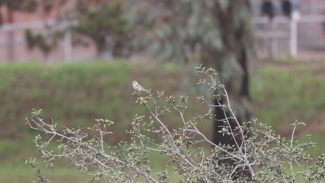Reinita Coronada (de Audubon) - ML644686215