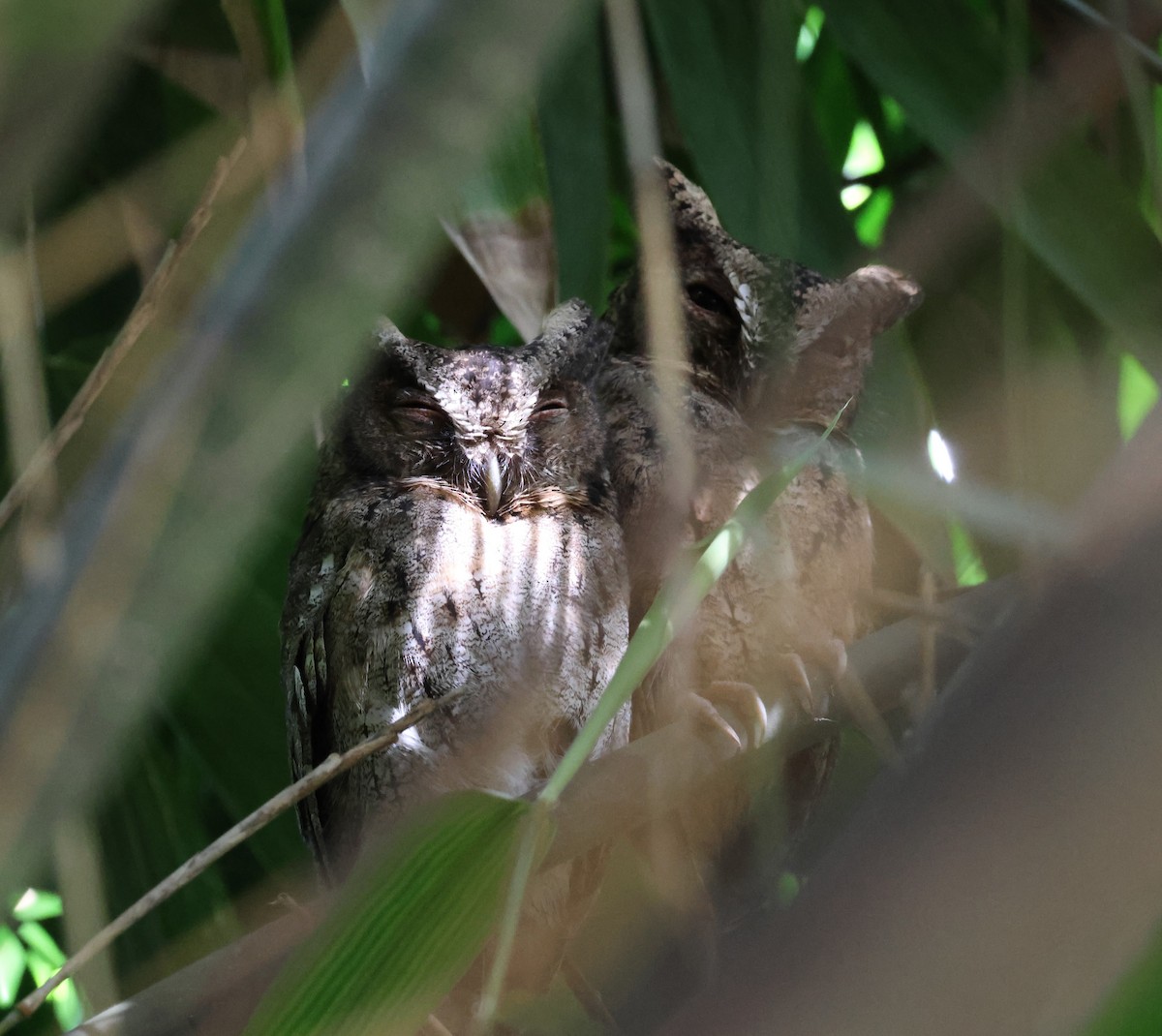 Sunda Scops-Owl - ML644686216