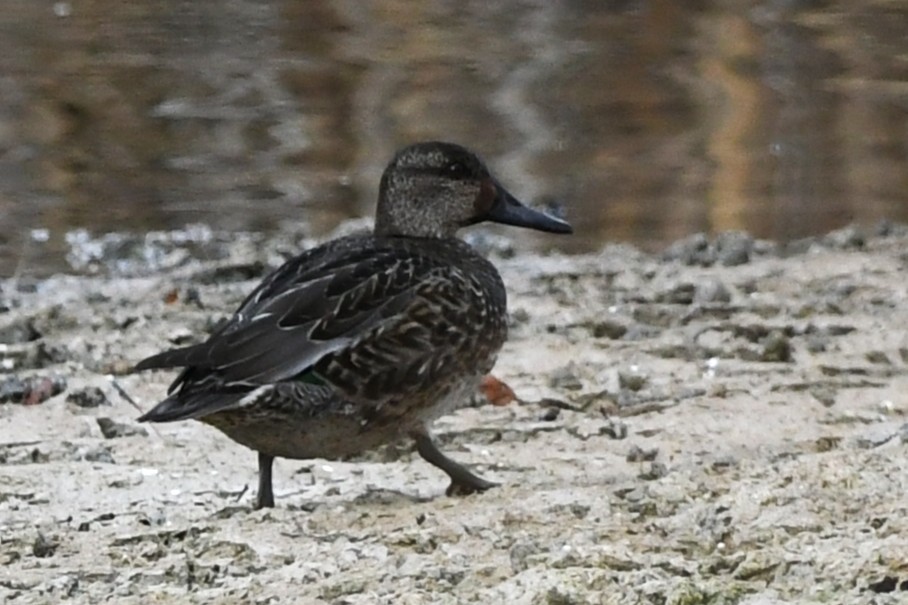 小水鴨 - ML644686221