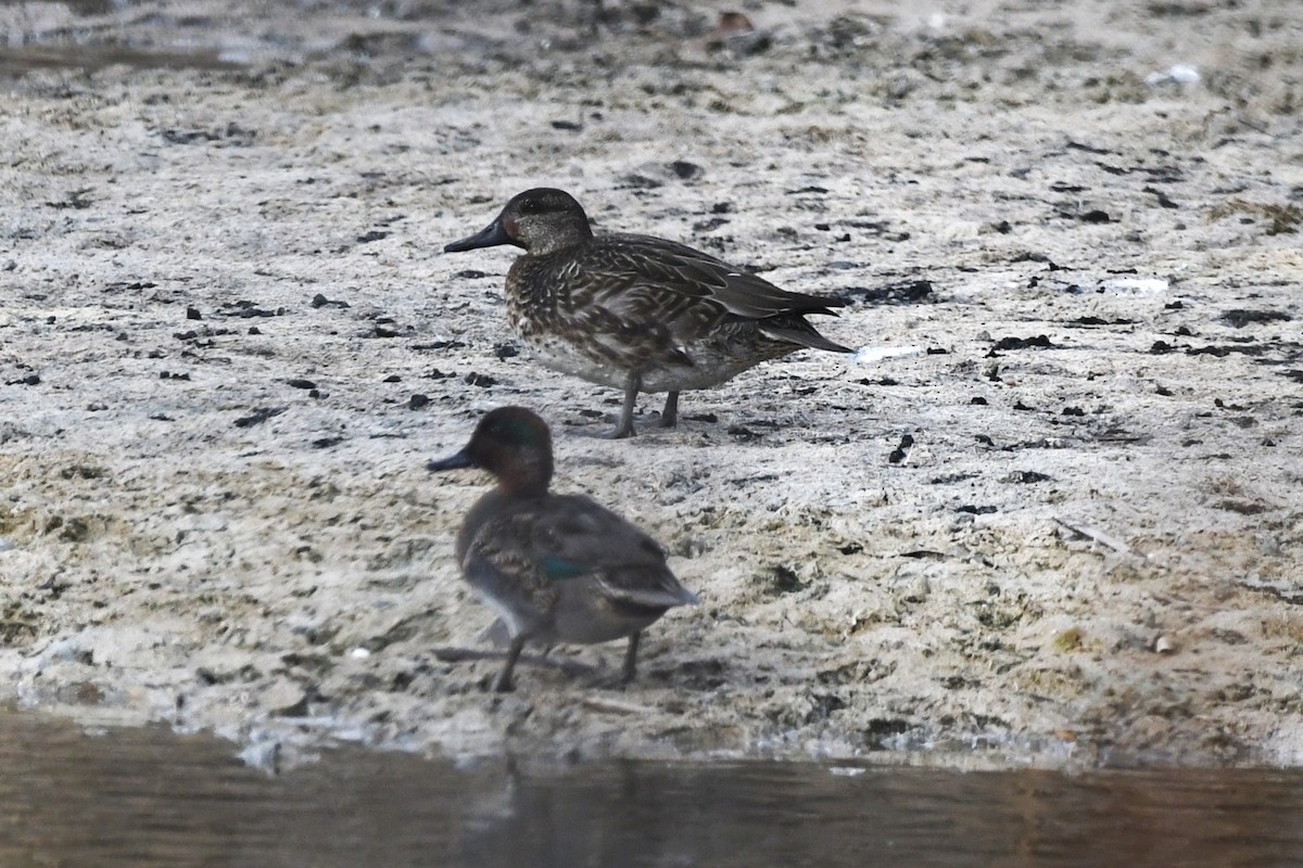 小水鴨 - ML644686223