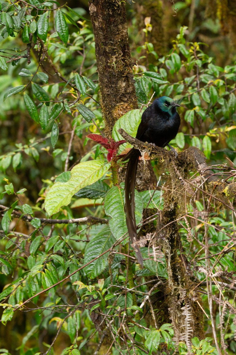 prinsesseparadisfugl - ML644686225