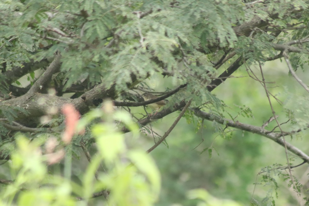 Jungle Prinia - ML644686228