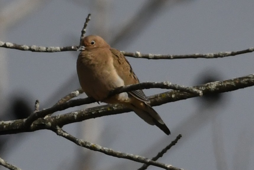 Mourning Dove - ML644686230