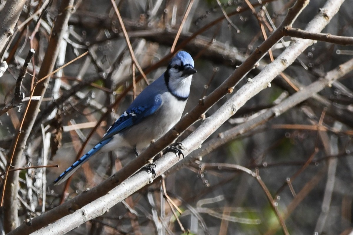 Сизойка блакитна - ML644686233