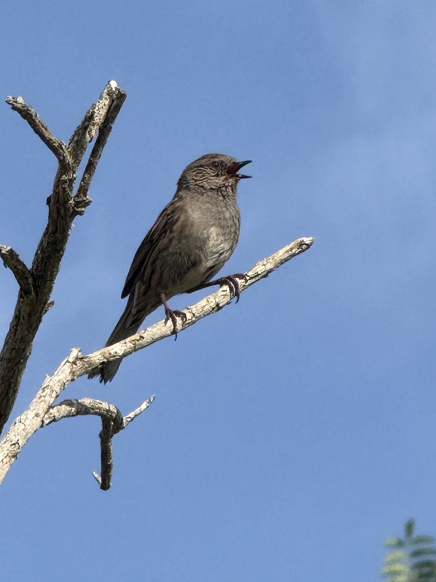 pěvuška modrá - ML644686234