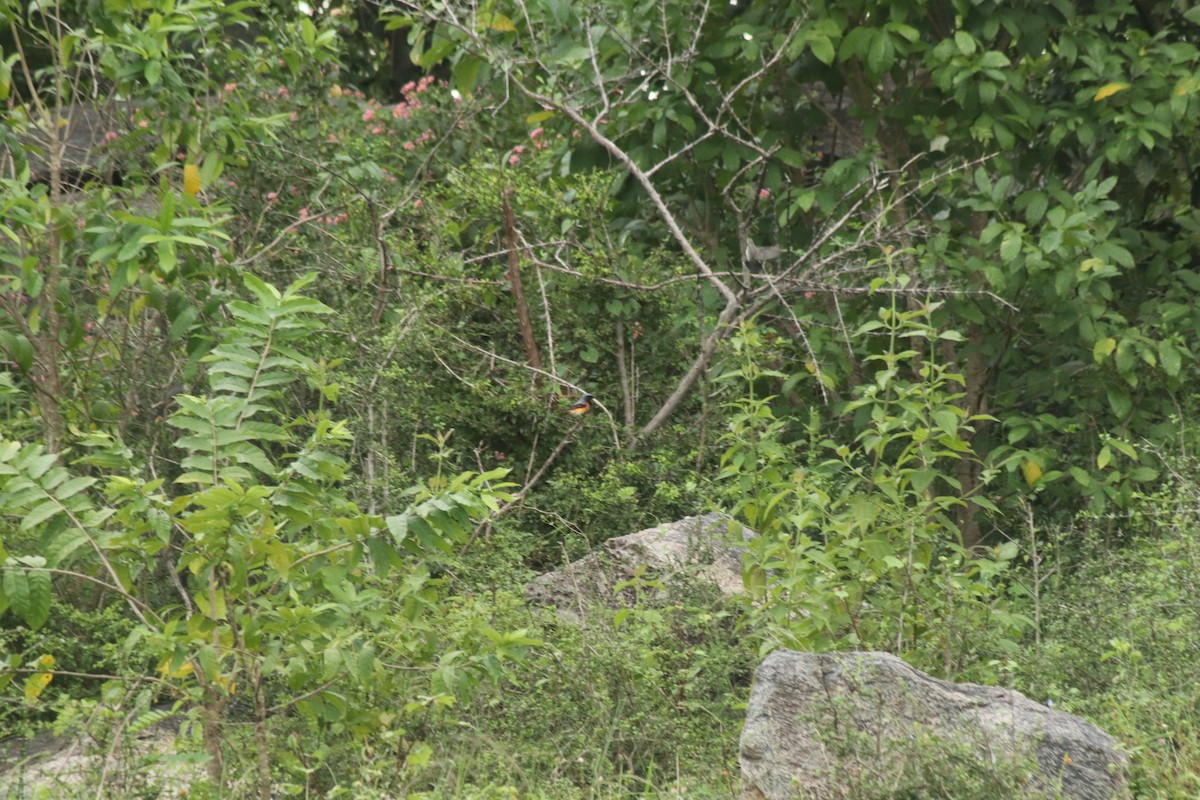 Small Minivet - ML644686236