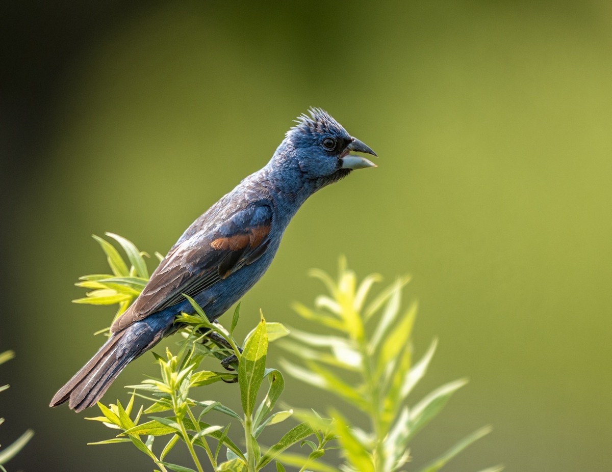 blåtykknebb - ML644686245