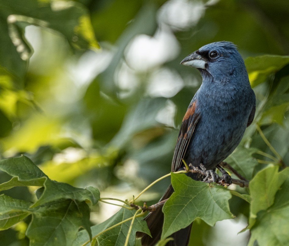 blåtykknebb - ML644686246