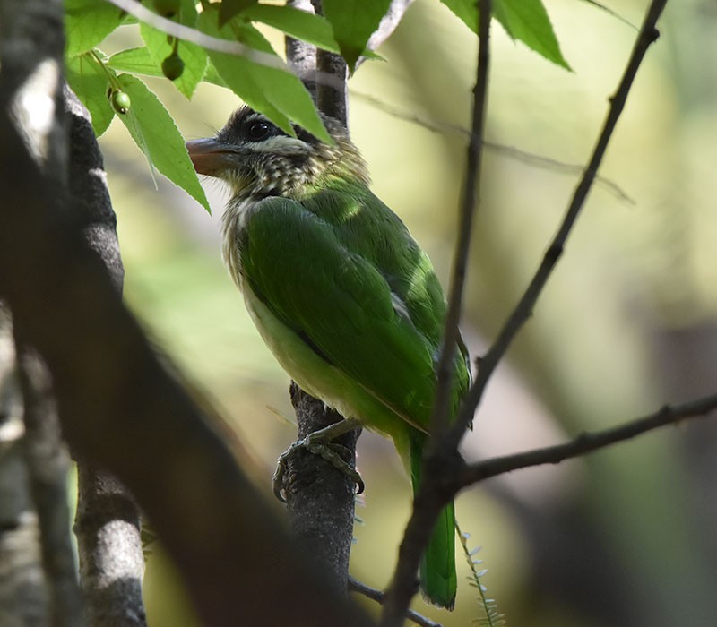 White-cheeked Barbet - ML644686247