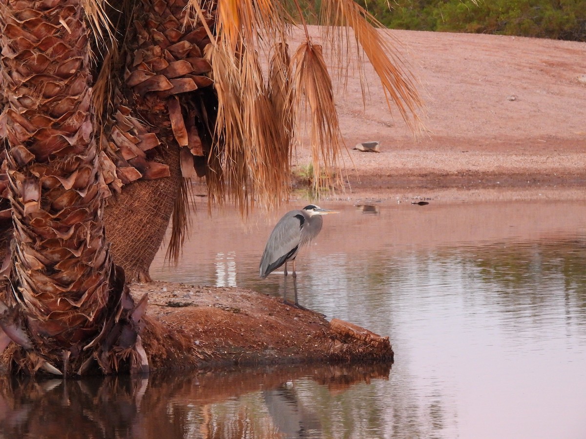 Great Blue Heron - ML644686249