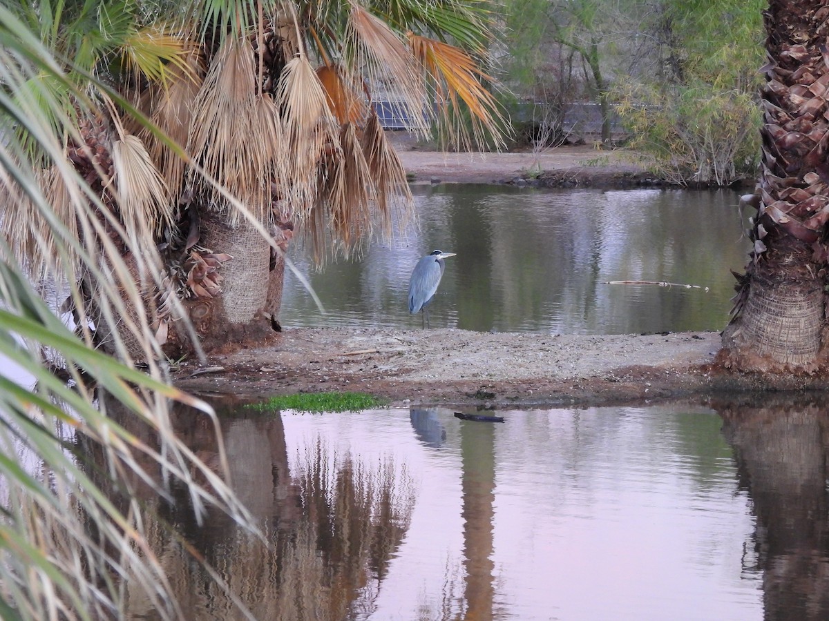 Great Blue Heron - ML644686250