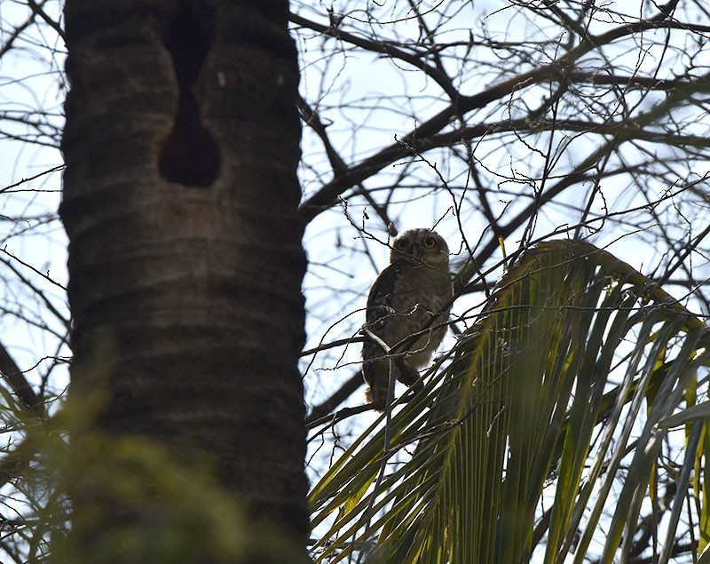 Spotted Owlet - ML644686251