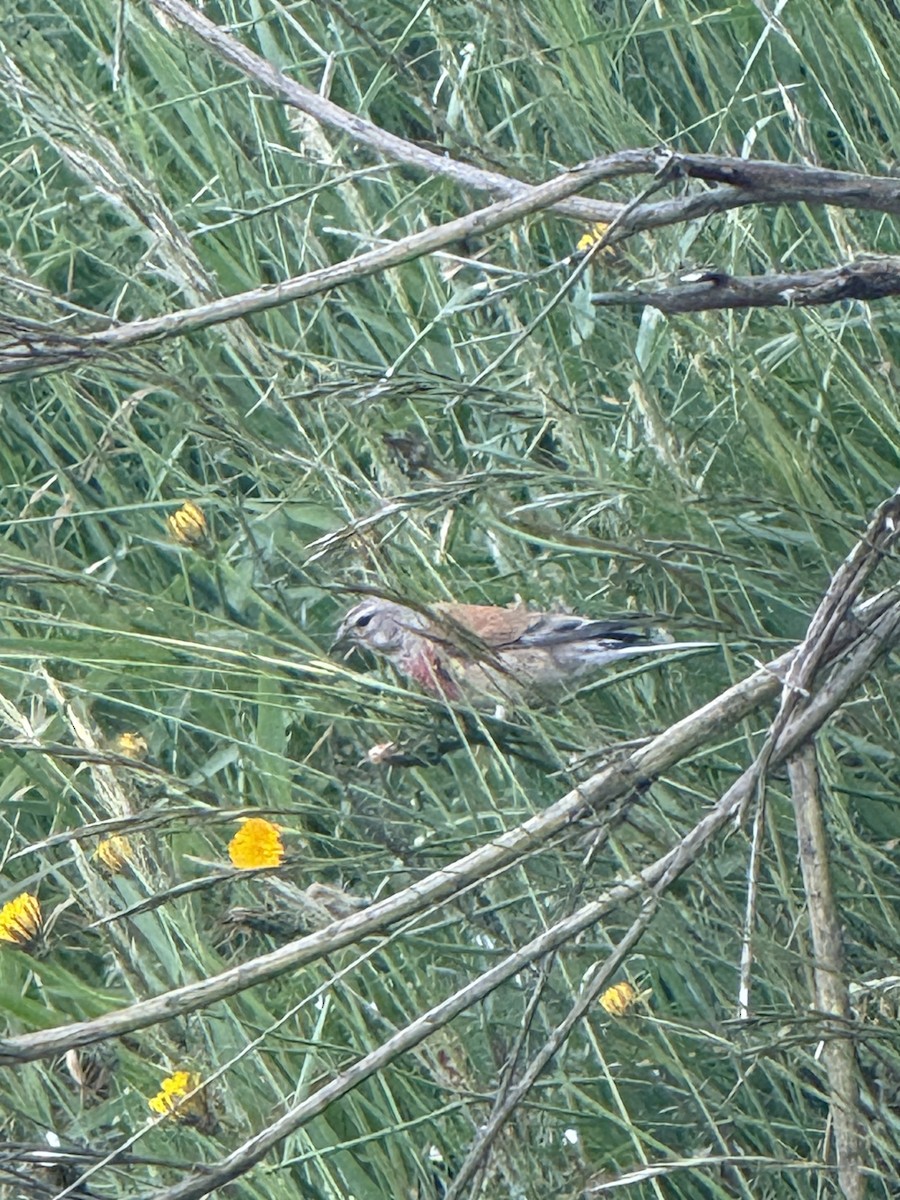 konopka obecná - ML644686256