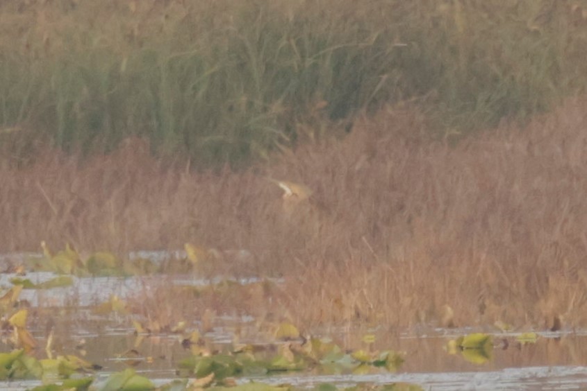 Amerika Balabanı - ML644686257