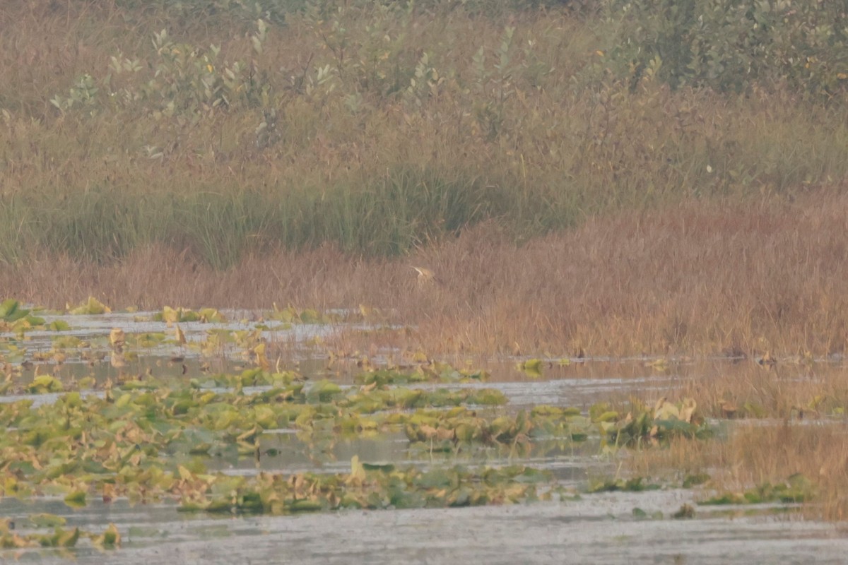 Amerika Balabanı - ML644686258