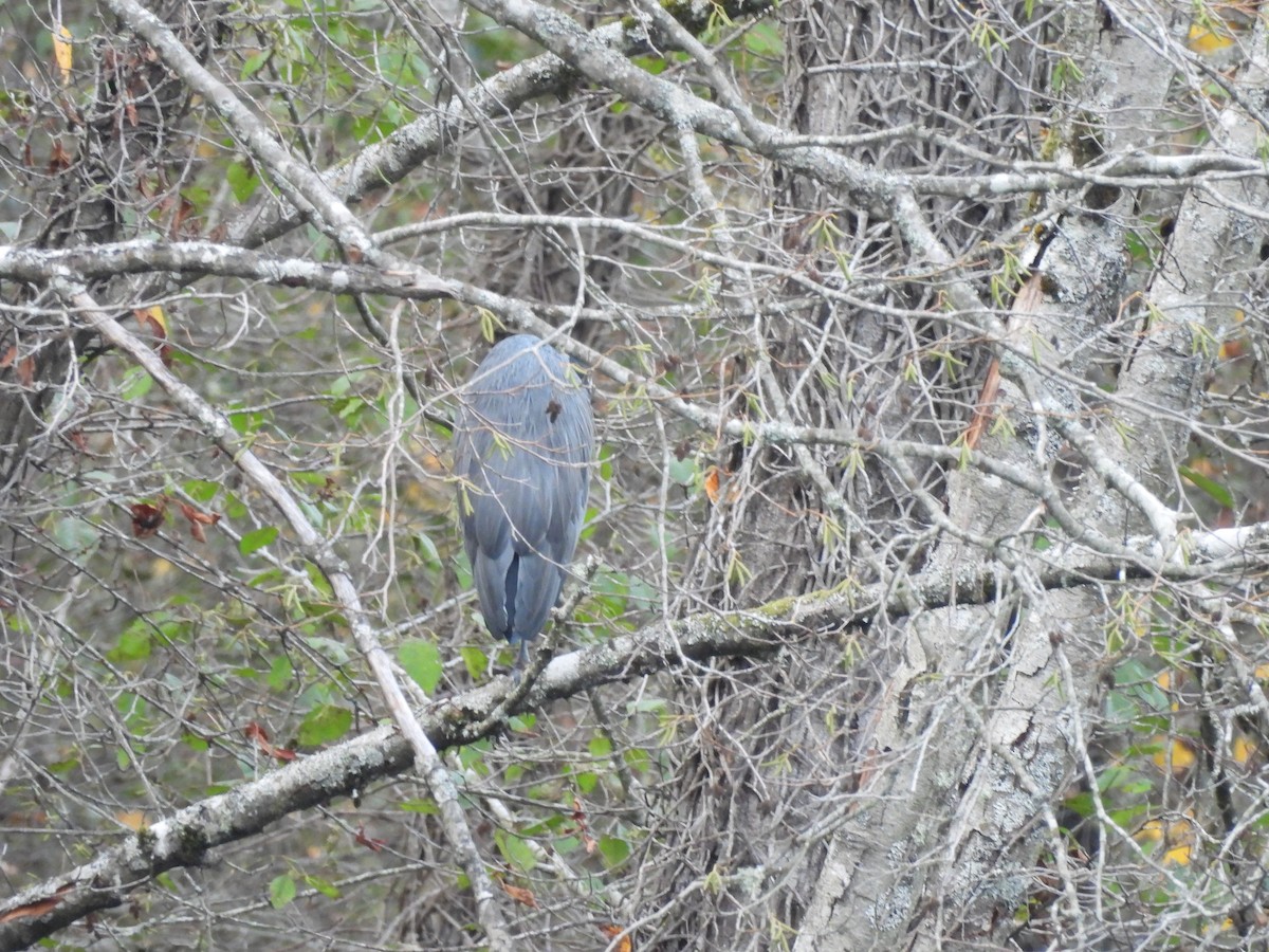 Great Blue Heron - ML644686260
