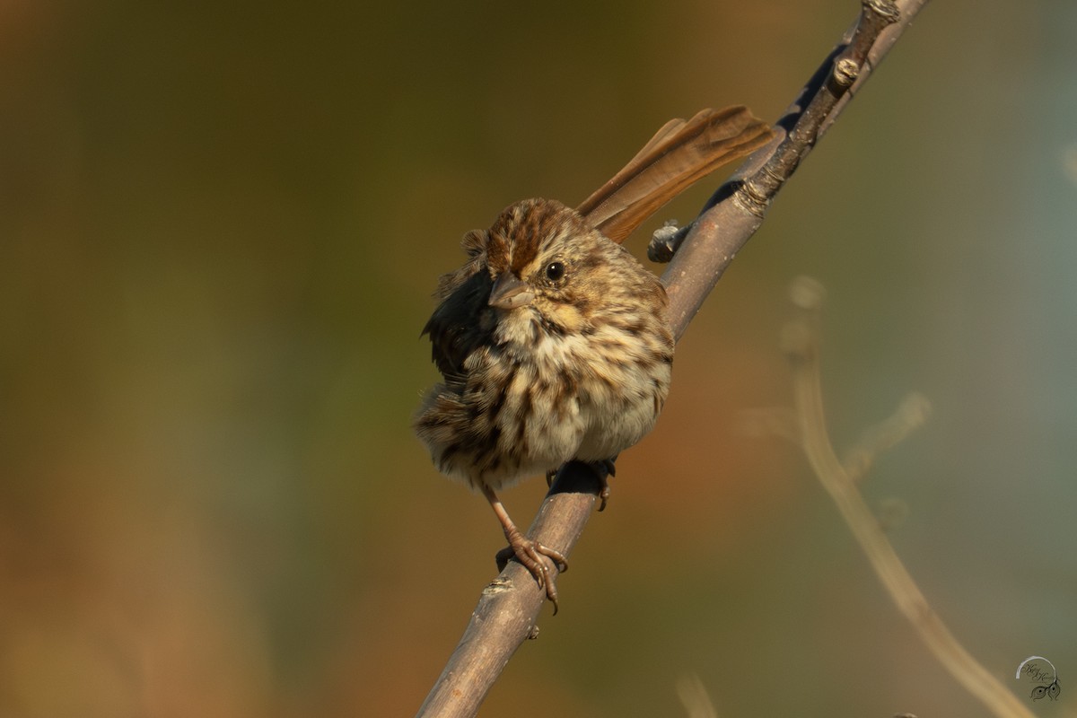 Song Sparrow - ML644686262