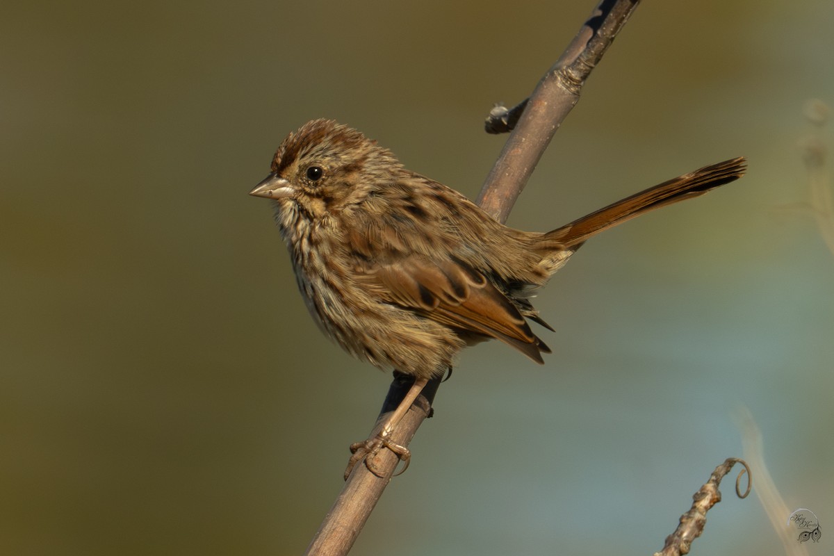 Song Sparrow - ML644686263