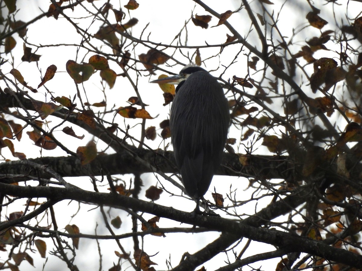Great Blue Heron - ML644686270