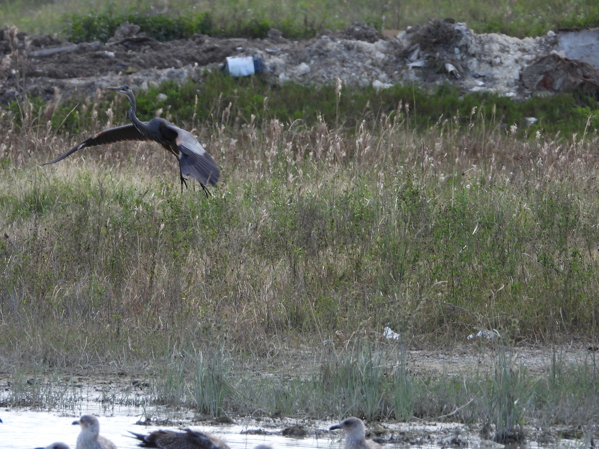 Great Blue Heron - ML644686272