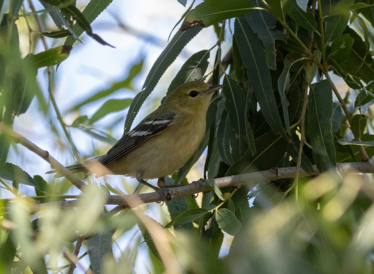 Bay-breasted Warbler - ML644686274