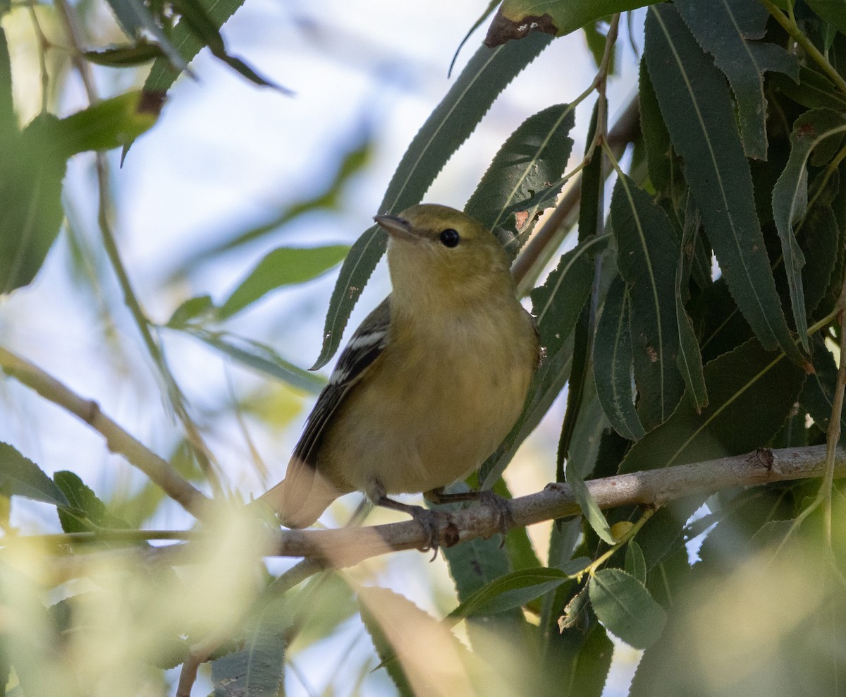 Bay-breasted Warbler - ML644686275