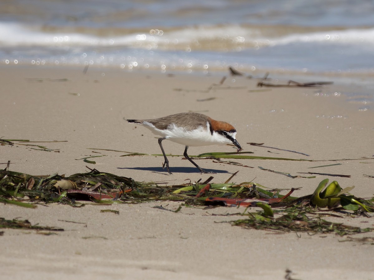 アカエリシロチドリ - ML644686277