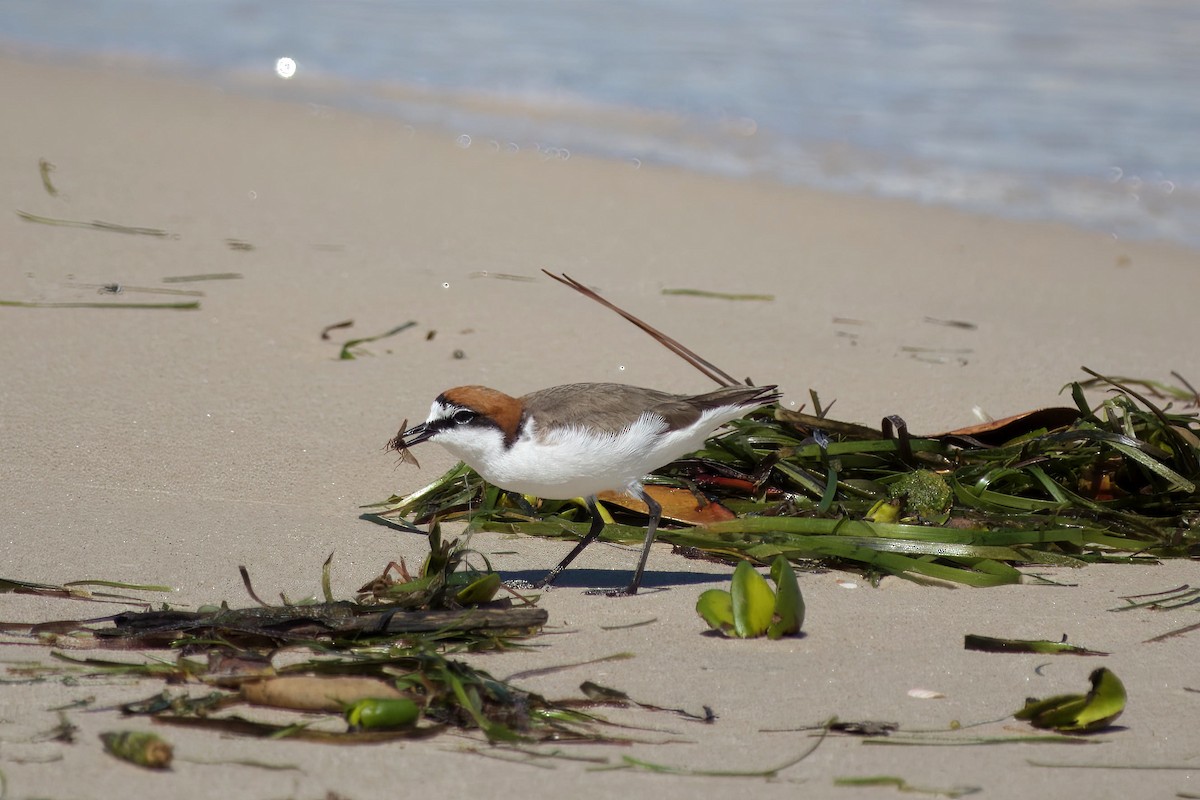 Chorlitejo Capirrojo - ML644686278