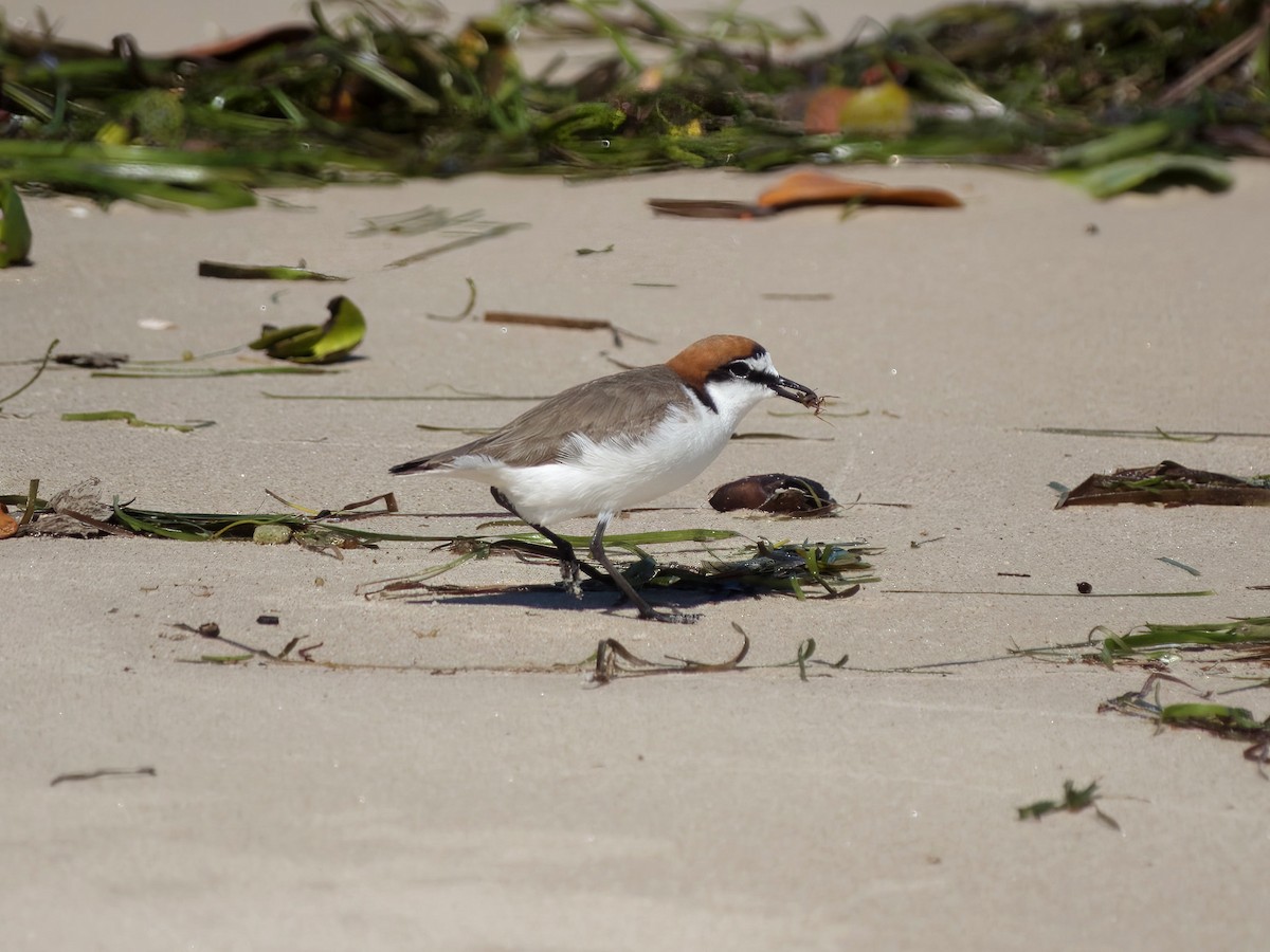 Chorlitejo Capirrojo - ML644686279