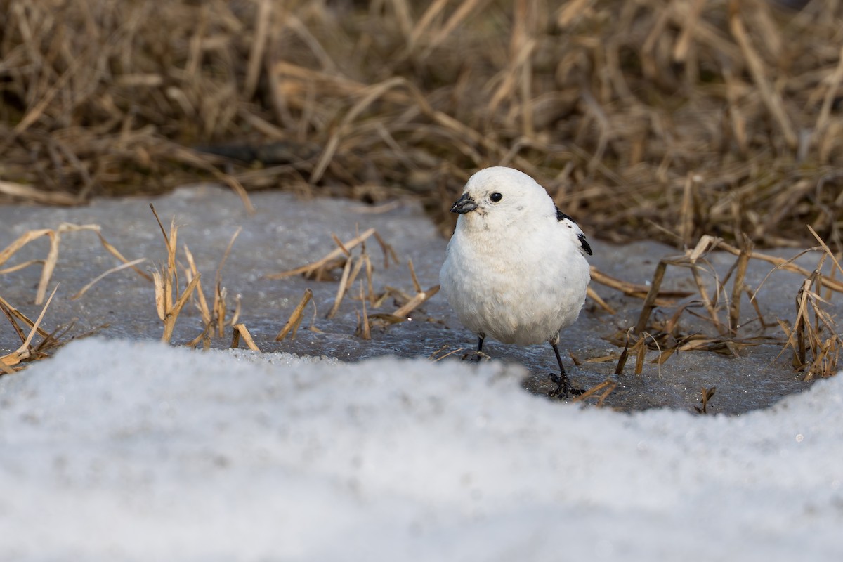 sněhule severní - ML644686280