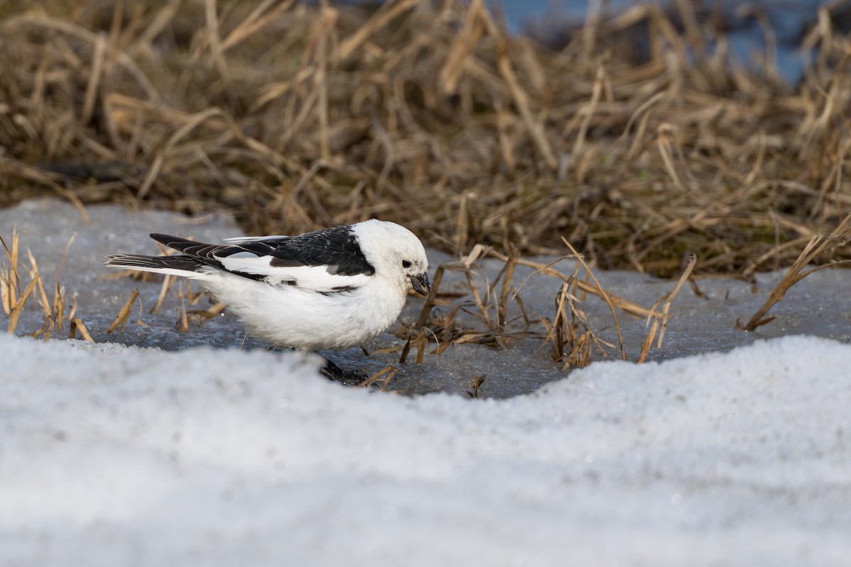 sněhule severní - ML644686281