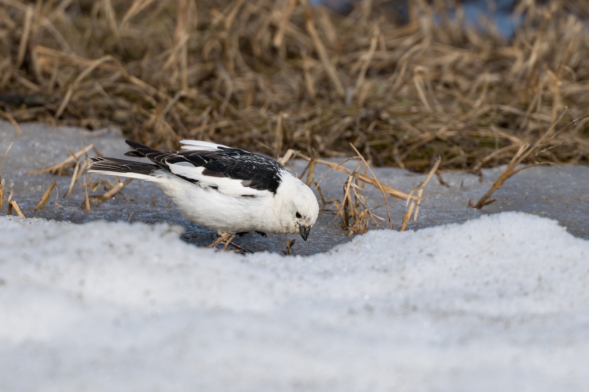 sněhule severní - ML644686282