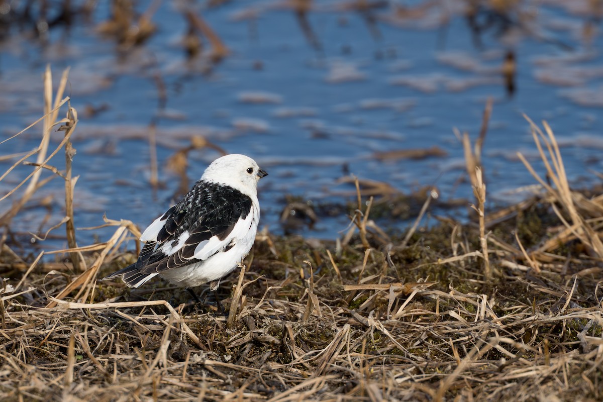 ユキホオジロ - ML644686283