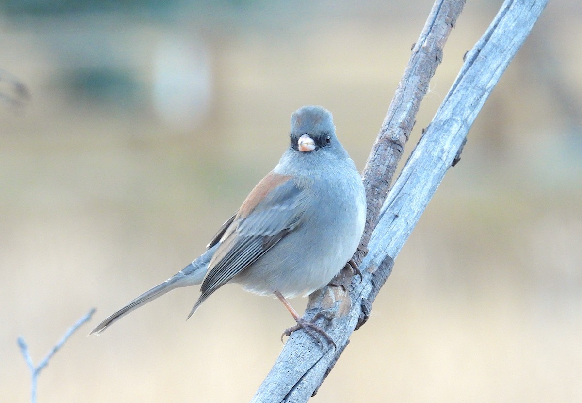 ユキヒメドリ（caniceps） - ML644686286