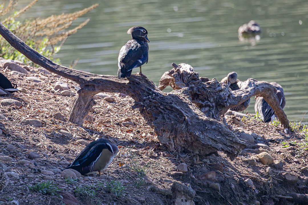 アメリカオシ - ML644686287