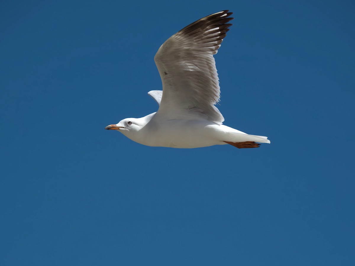 ギンカモメ - ML644686288