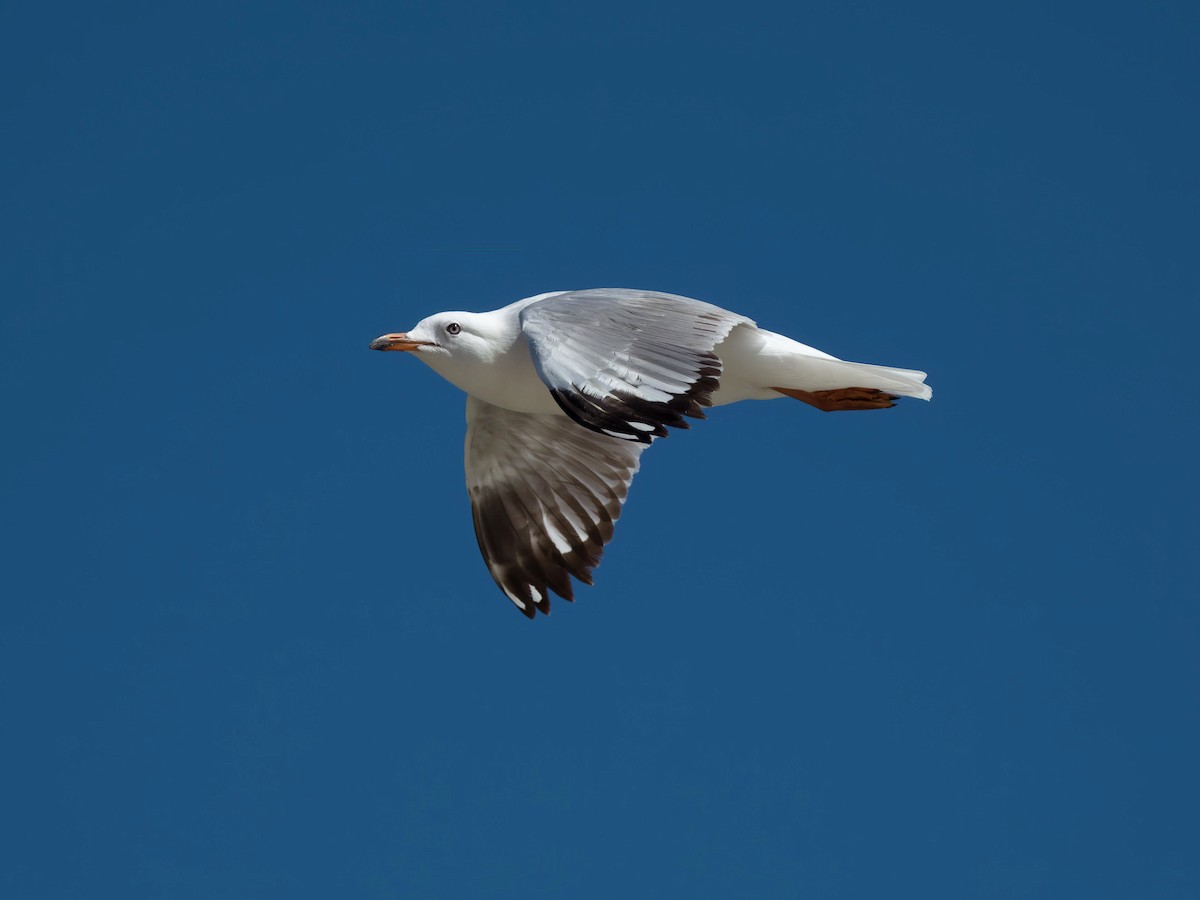 ギンカモメ - ML644686289