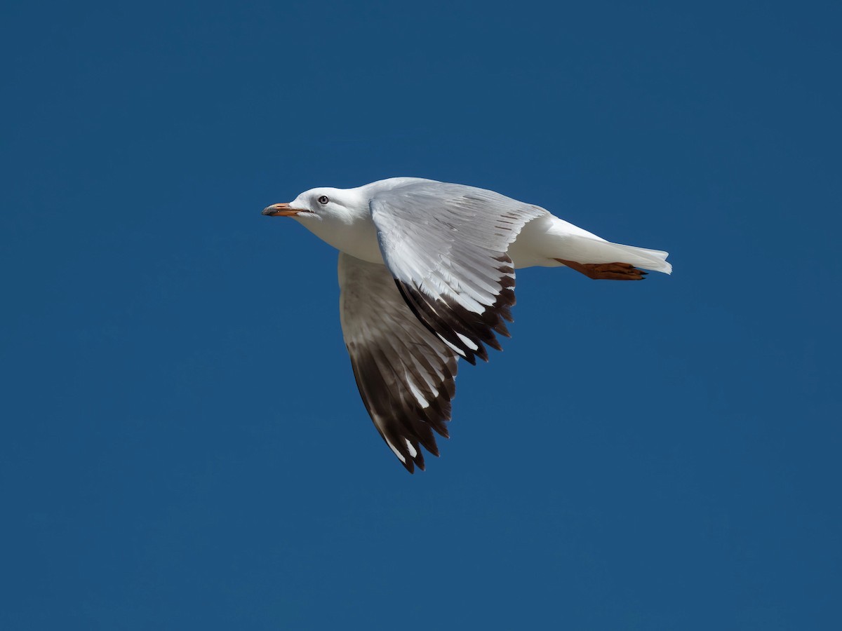 ギンカモメ - ML644686290