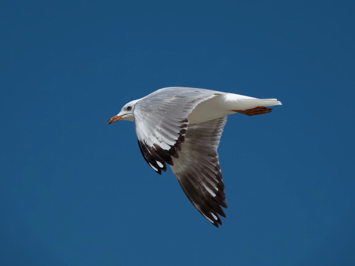 ギンカモメ - ML644686291