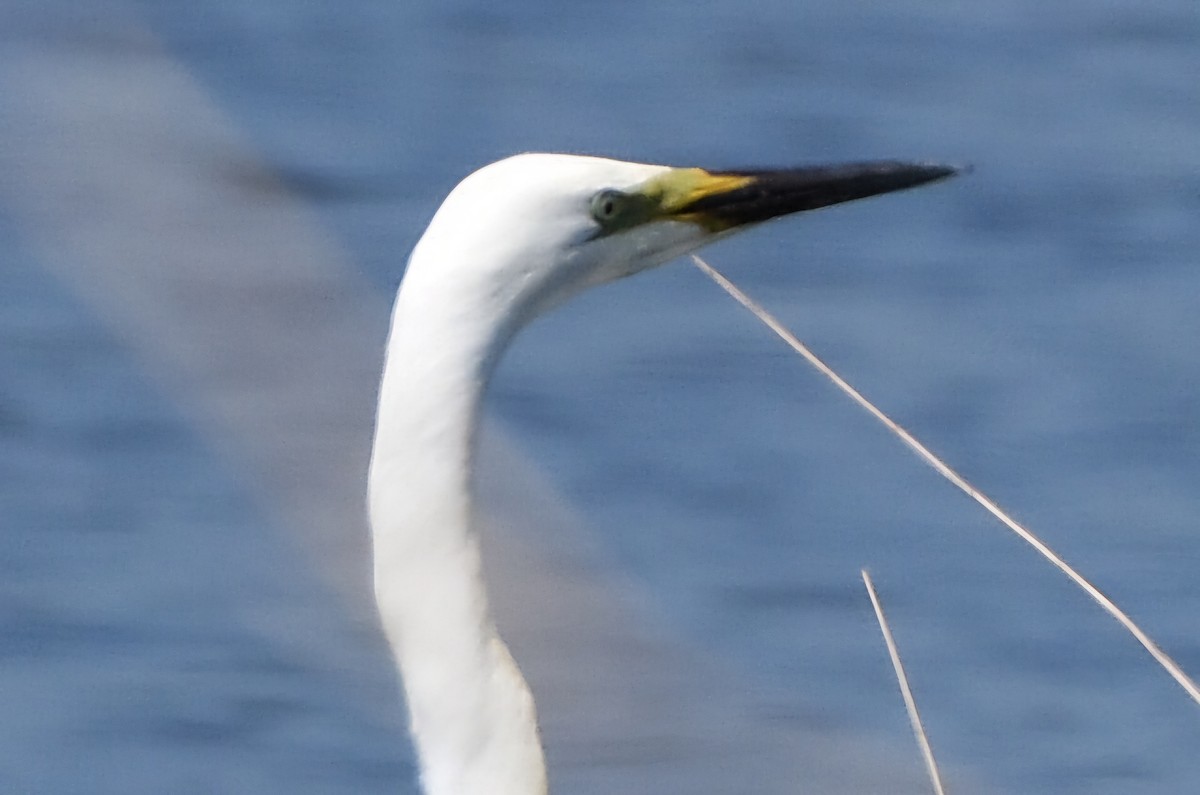 ダイサギ - ML644686293