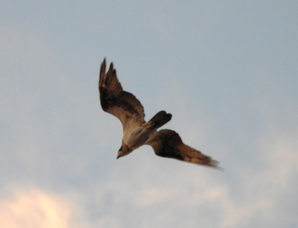 ミサゴ - ML644686295